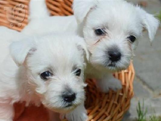 West highland terrier καθαροαιμα αθηνα-κρητη 6940048695